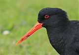 Variable Oystercatcher